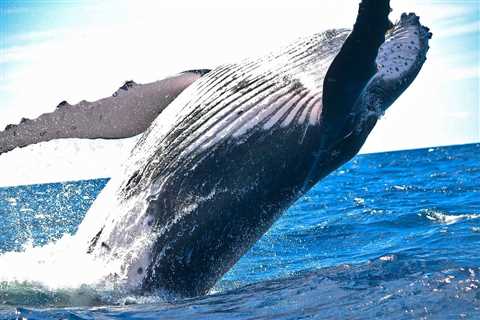 South Africa’s Humpback Whale Population Is Increasing