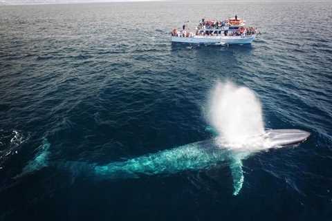 Top 6 Best Whale Watching in Los Angeles (+Tips)