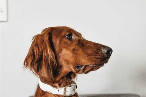 Top 5 Reasons to Get Your Pooch a Personalized Pet Collar