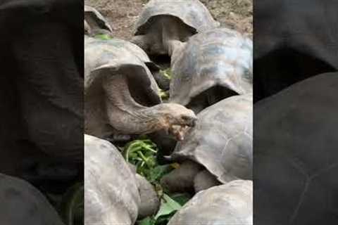 Giant Tortoises Are Awesome? Galapagos Cruise Part 8 #shorts