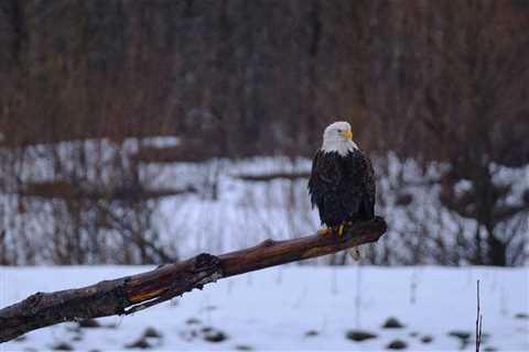 Hundreds of eagles spotted in Squamish count: Environmental society