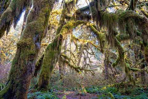 Visiting the Hoh Rainforest in Winter: Everything You Need to Know