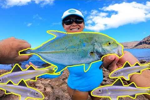 Best Live Bait for Shore Fishing in Hawaii | Whipping Fishing in Hawaii | Hawaii Fishing | Oama Bait