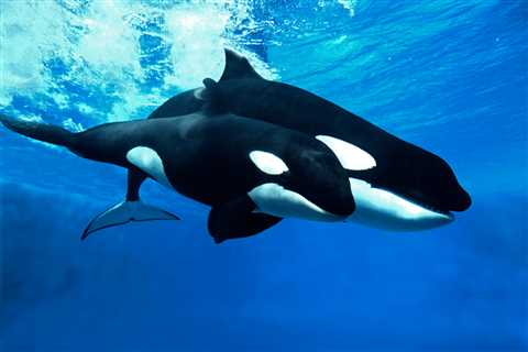 Orca Moms ‘Baby’ Adult Sons and Forego Future Offspring to Care for Them