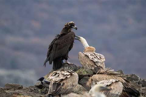 Cinereous vulture reintroduction highlights challenges and opportunities of raptor rewilding in the ..