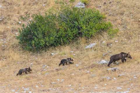 New study highlights the socio-economic value of Marsican brown bears in the Central Apennines