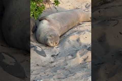 Lazy Monk Seal on the beach in Hawaii
