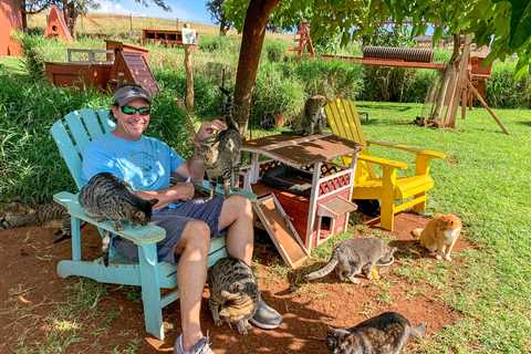 What action was No. 1 to deal with feral cats among 2,836 voters in Big Island Now’s poll?