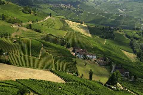 When can you see vineyards in italy?