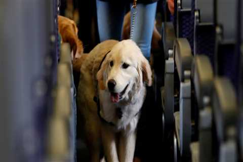 What to Look for in an Accredited Pet Transportation Service