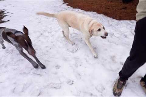 Snowy Adventures: A Family Hike with the Snow-Loving Labrador and the Lightning-Speed Pointer