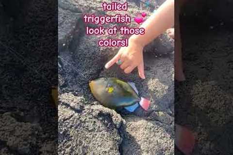 Hawaii shore fishing newbie. How it went..😁 #shorefishing #hawaiilife #bigisland