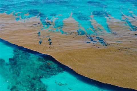 Florida’s Researchers Confirm That Sargassum Seaweed Belt Has Shrunk By 75%