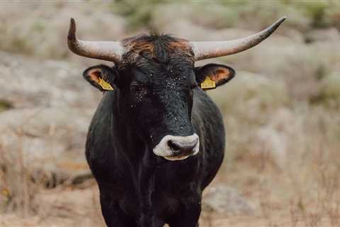 First Tauros release in the Greater Côa Valley will boost natural grazing