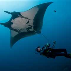 Your Guide to Diving Socorro Island