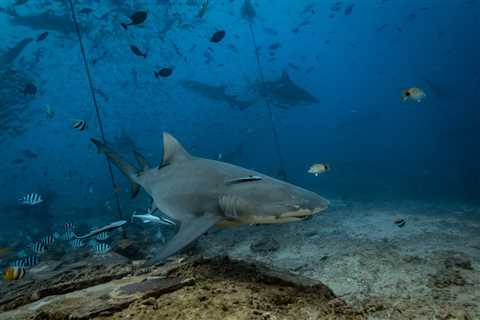 13 Dangerous Animals Lurking Off the Florida Coast