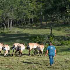 A horseman returns home: the story of Pablo and the Przewalski’s