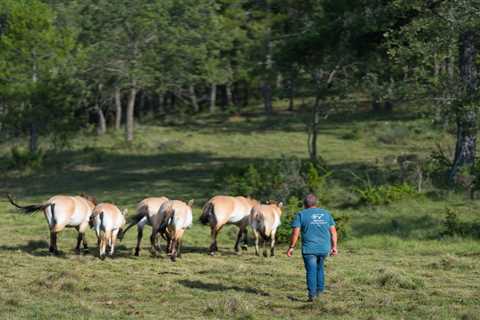 A horseman returns home: the story of Pablo and the Przewalski’s