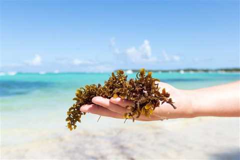 Playa Del Carmen Beaches Battle Another Sea Threat Ahead Of Seaweed Season