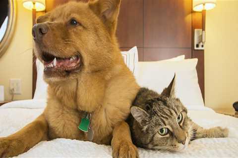 Pet-Friendly Hotels in Las Vegas: A Guide for Traveling with Your Furry Friend