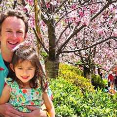 Japanese Friendship Garden San Diego Cherry Blossom Festival