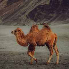 Mongolian Bactrian Camel: 11 Fascinating Insights
