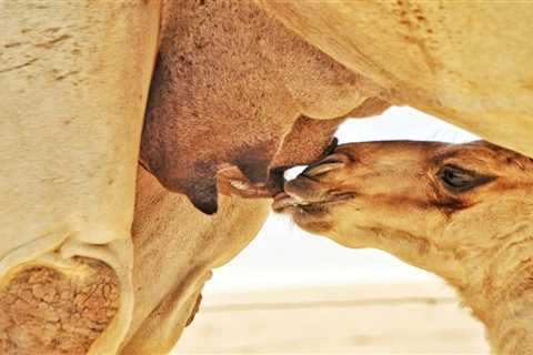 Amazing 3 Benefits of Mongolian camel milk