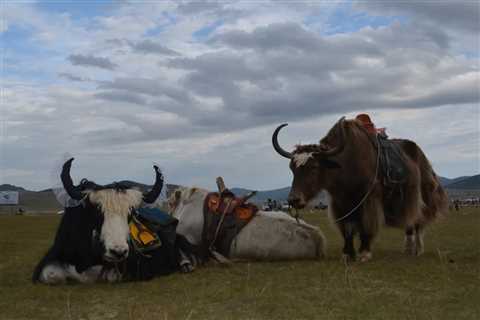 The Yak: Mongolia's Majestic Marvel