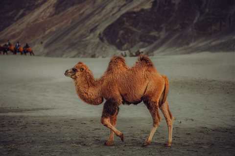Mongolian Bactrian Camel: 11 Fascinating Insights