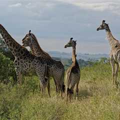 Discover Tala Game Reserve: Wildlife & Serenity - Game Reserves SA