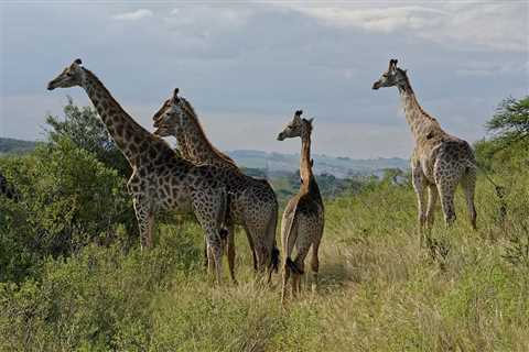 Discover Tala Game Reserve: Wildlife & Serenity - Game Reserves SA