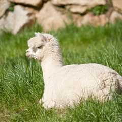 Adorable Alpacas! Why You Should Spend an Afternoon at Mistletoe Farm Tennessee!