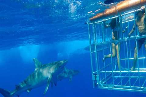 Travel Safety 101: How To Enjoy Shark Cage Diving In Haleiwa With Confidence