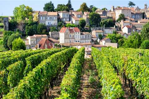 Savor the Experience: Why Vineyard Tours Are the Perfect Getaway