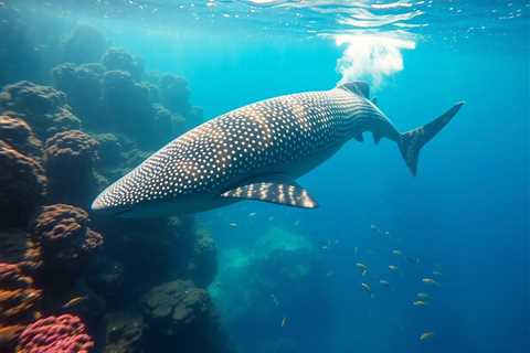 Swimming with Whale Sharks in Belize: When, Where, and How