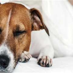 The Ultimate Guide to Pet-Friendly Accommodations in Southern Maryland