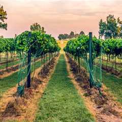 How Can Custom Car Wraps Attract More Customers To Vineyard Tours In Houston, TX?