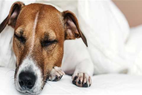 The Ultimate Guide to Pet-Friendly Accommodations in Southern Maryland