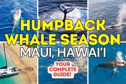 Maui Hawaii Whale Watching Guide: Everything You Need to Know! Kaanapali, Kihei, Wailea & Makena