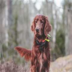 Travel Safely with Your Dog: Tips from Frisco's Top Trainer