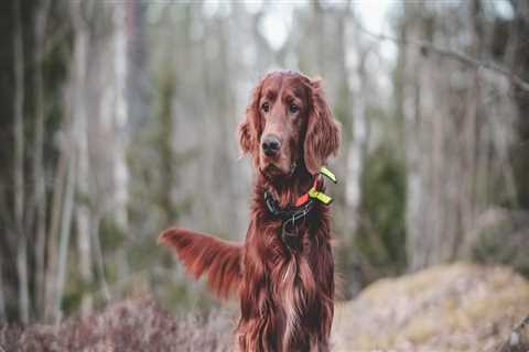 Travel Safely with Your Dog: Tips from Frisco's Top Trainer